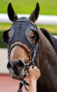 Close-up of horse