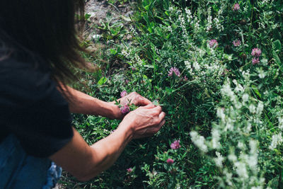 Midsection of person holding fresh flowers in farm