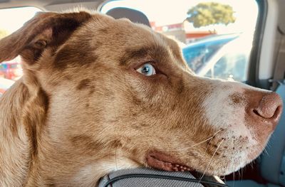 Close-up of dog looking away