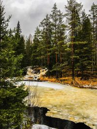 Scenic view of forest against sky