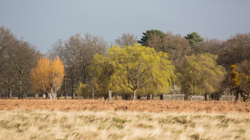 Trees on field against sky during autumn