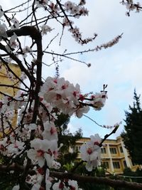 Low angle view of pink flowers blooming on tree