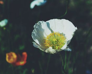 Close-up of white flowering plant