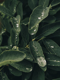 Close-up of raindrops on leaves