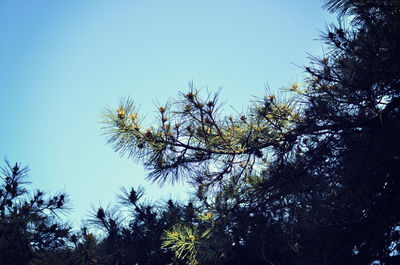 Low angle view of trees against clear blue sky