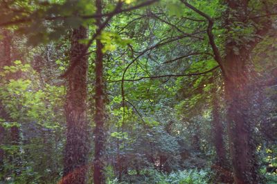 Trees in forest