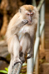 Close-up portrait of monkey sitting on tree