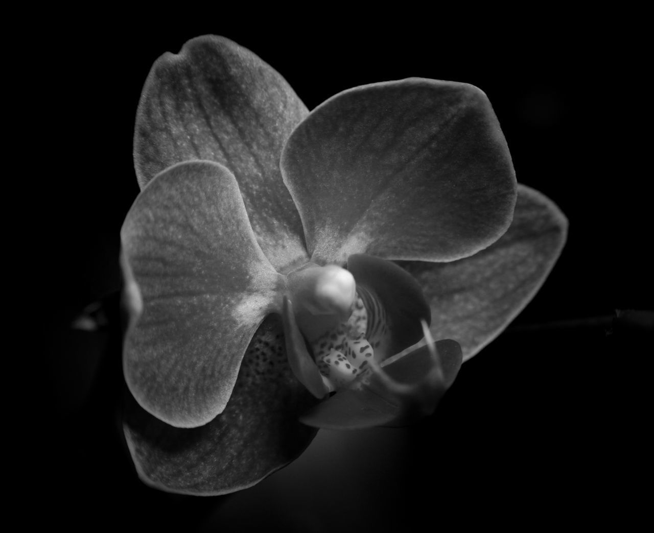 CLOSE-UP OF ORCHID