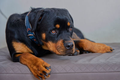 Close-up of dog resting