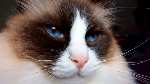 Close-up of ragdoll cat at home