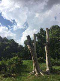 Trees on grassy field