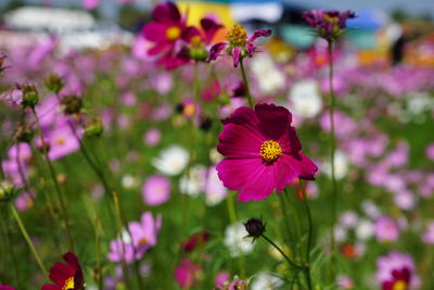 Close-up of pink cosmos flower