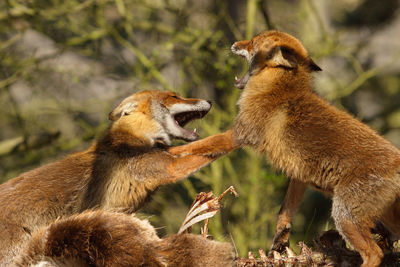 Foxes fighting over carcass in forest