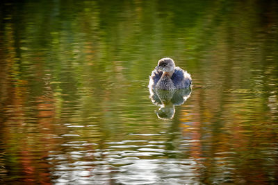 Duck swimming in lake