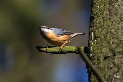 Close-up of bird perching on branch