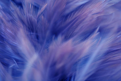 Full frame shot of blue feather