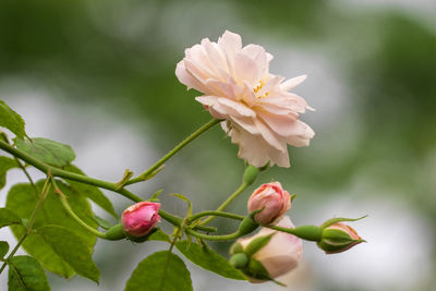 Beautiful spring flower