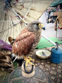 Close-up of owl perching