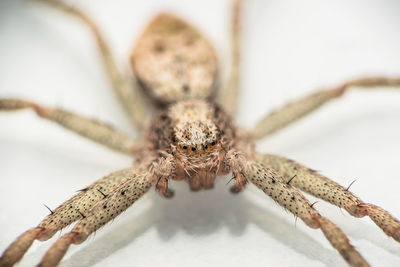 Close-up of spider on white table