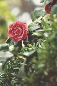 Close-up of red rose