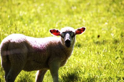 Portrait of sheep standing in field