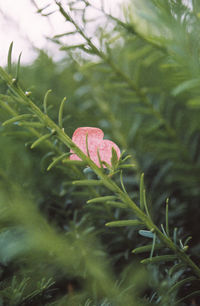 Close-up of pink butterfly on plant