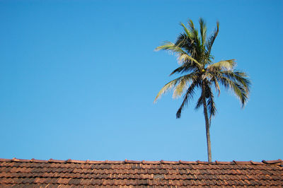 Low angle view of palm tree against clear blue sky