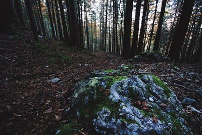 Trees in forest