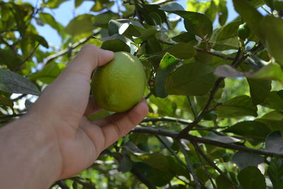 Cropped image of hand holding fruit