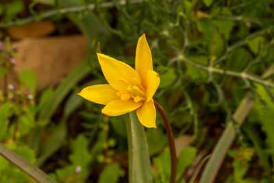 Close-up of yellow flowering plant