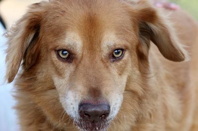 Close-up portrait of dog