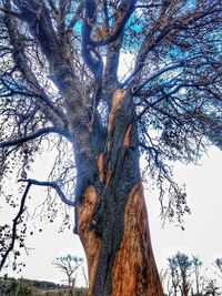 Low angle view of bare tree in forest