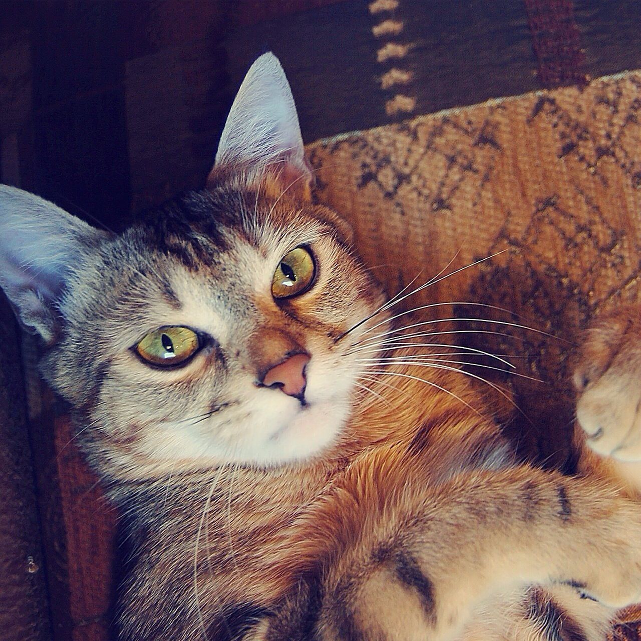 animal themes, one animal, pets, mammal, domestic animals, domestic cat, cat, feline, whisker, portrait, looking at camera, indoors, close-up, animal head, alertness, focus on foreground, relaxation, animal eye, young animal