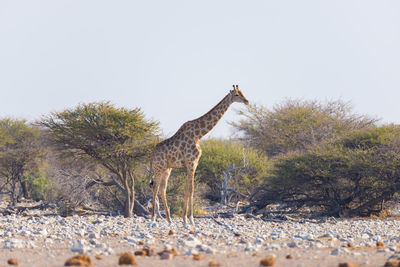 Giraffe standing on sand against sky