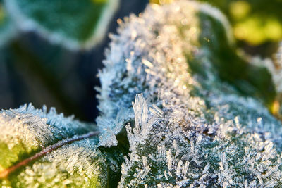 Close-up of frozen plants