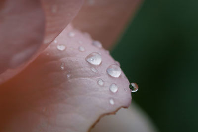 Close-up of water drops on leaf