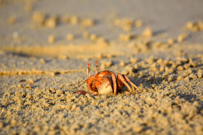 Close-up of shell on sand