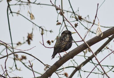 Low angle view of bird perching on branch