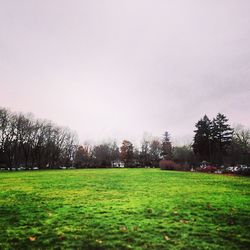 Trees on grassy field