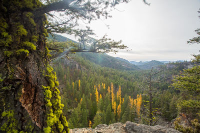 Pine trees in forest against sky