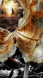 Close-up of dry flowers