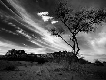 Bare tree on field against sky