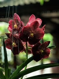 Close-up of orchids on plant