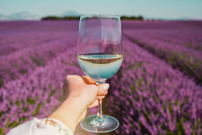 Female hand with white wine glass on lavender fields background in provence. lines of purple flowers