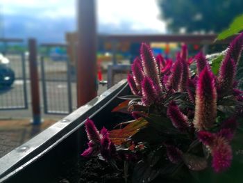 Close-up of purple flowering plants by window