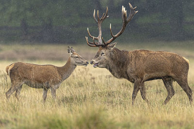 Deer standing in a field