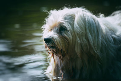 Close-up of dog looking away