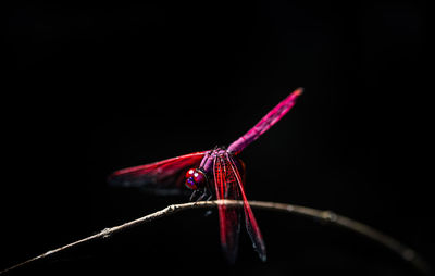 Close-up of dragonfly perching on branch against black background