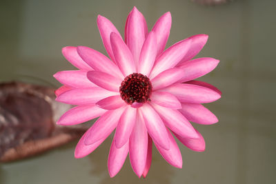 Close-up of pink flower
