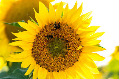 Close-up of insect on sunflower